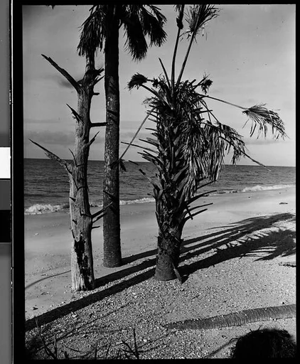 [Three Palm Trees on Beach, Florida]