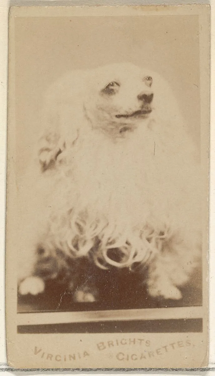 From the Dogs series (N47) for Virginia Brights Cigarettes — Allen & Ginter