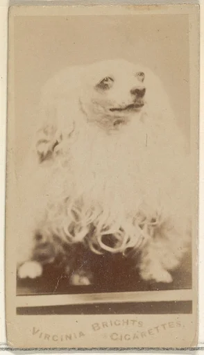From the Dogs series (N47) for Virginia Brights Cigarettes