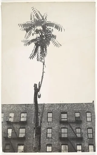 [Tree with Hanging Bundle before Apartment Building Facade, New York City]