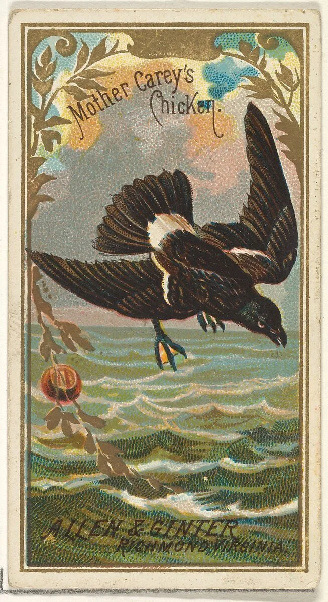 Mother Carey's Chicken, from the Birds of America series (N4) for Allen & Ginter Cigarettes Brands — Allen & Ginter