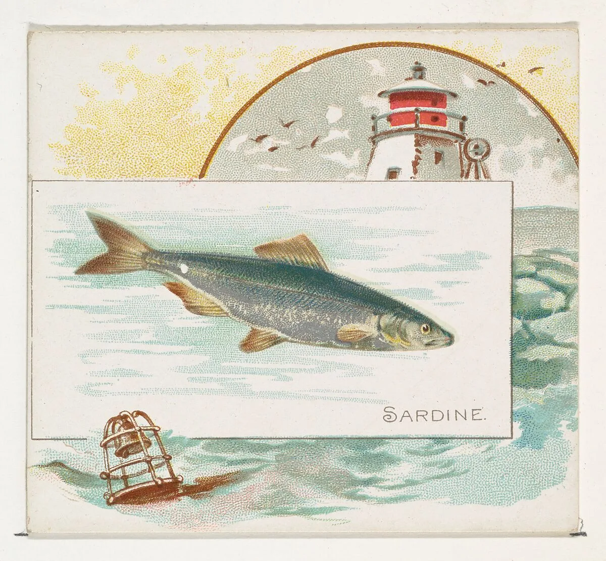 Sardine, from Fish from American Waters series (N39) for Allen & Ginter Cigarettes — Allen & Ginter|Lindner, Eddy & Claus