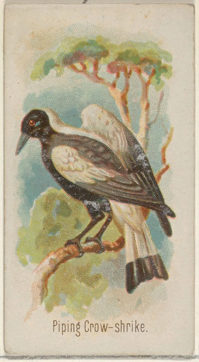 Piping Crow-shrike, from the Song Birds of the World series (N23) for Allen & Ginter Cigarettes — George S. Harris & Sons|Allen & Ginter