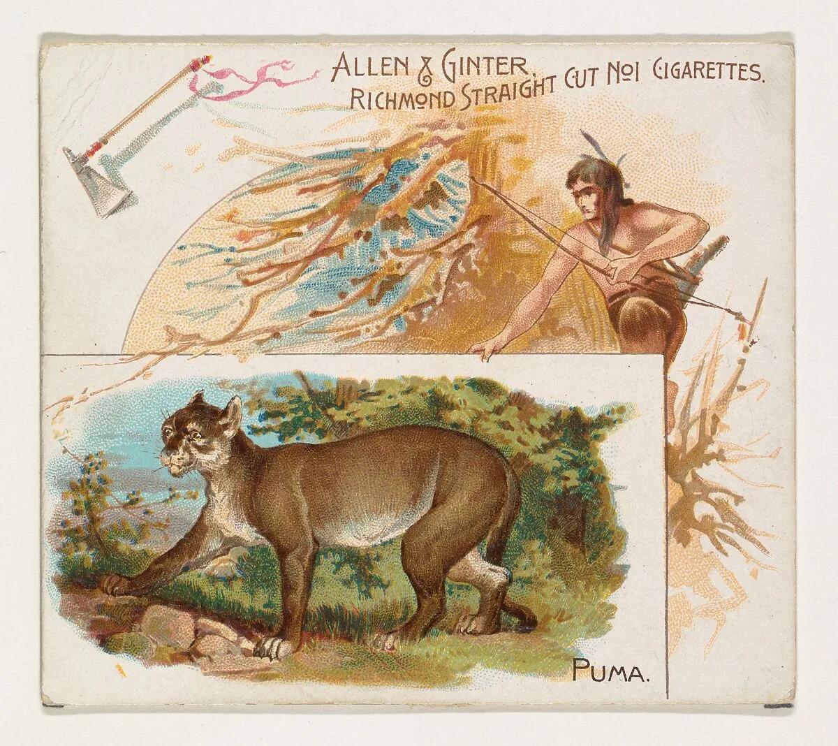 Puma, from Quadrupeds series (N41) for Allen & Ginter Cigarettes — Allen & Ginter|Lindner, Eddy & Claus