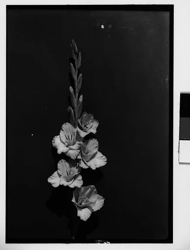 [Gladiola in Front of Backdrop, Darien, Connecticut]