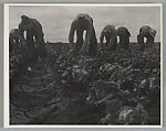 Filipinos Cutting Lettuce, Salinas, California — Dorothea Lange