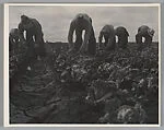 Filipinos Cutting Lettuce, Salinas, California