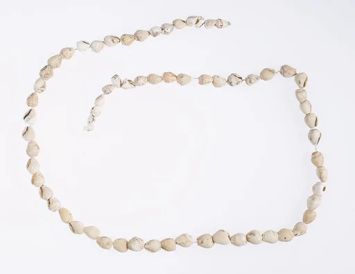 Hepy, String of periwinkle shells