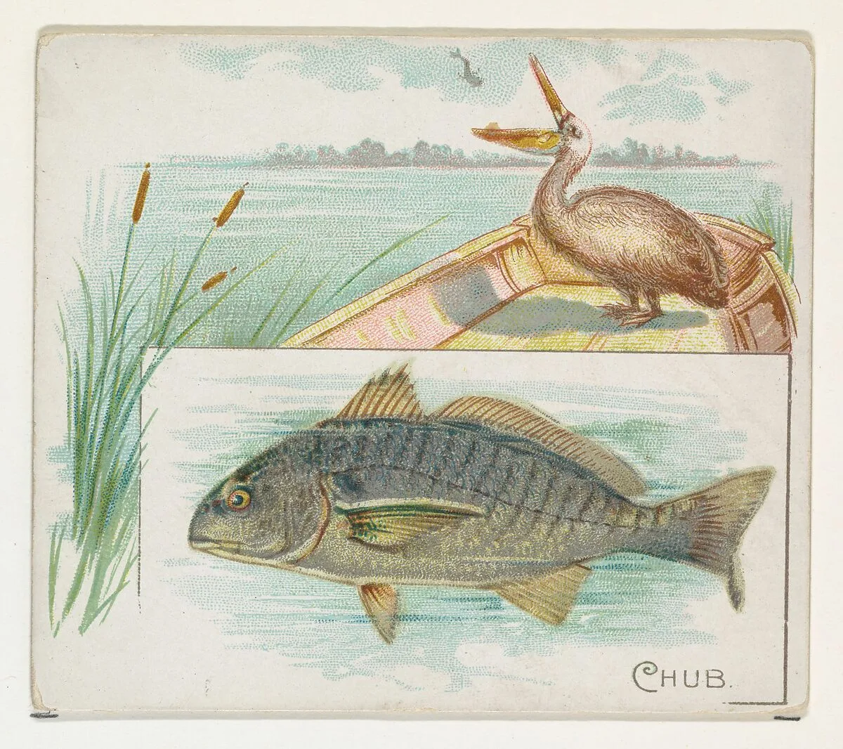 Chub, from Fish from American Waters series (N39) for Allen & Ginter Cigarettes — Allen & Ginter|Lindner, Eddy & Claus