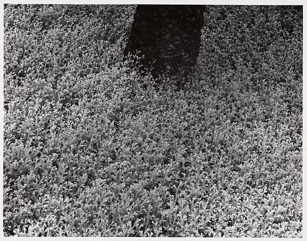 Chicago 25 — Aaron Siskind