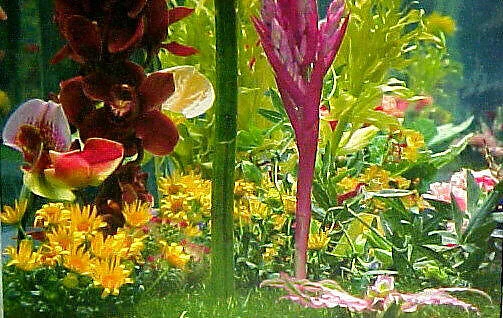 Garden 2