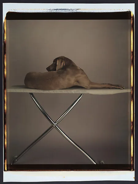 Fay on Board — William Wegman