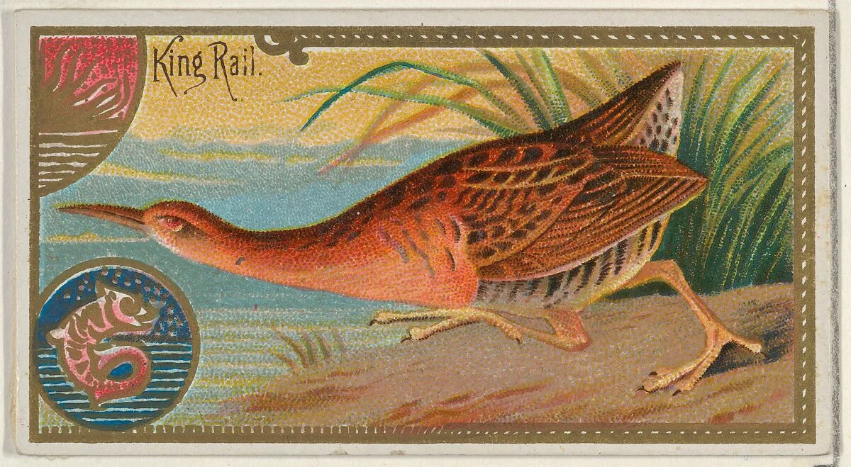 King Rail, from the Game Birds series (N13) for Allen & Ginter Cigarettes Brands — Allen & Ginter|George S. Harris & Sons