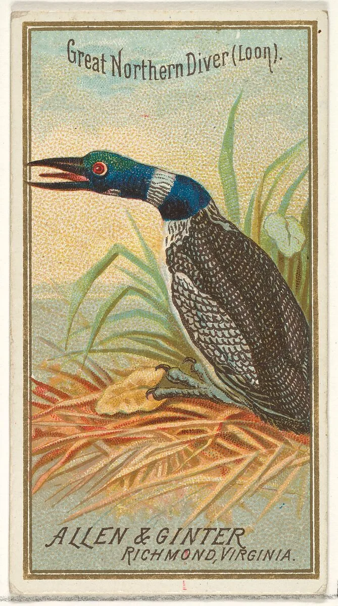 Great Northern Diver (Loon), from the Birds of America series (N4) for Allen & Ginter Cigarettes Brands — Allen & Ginter
