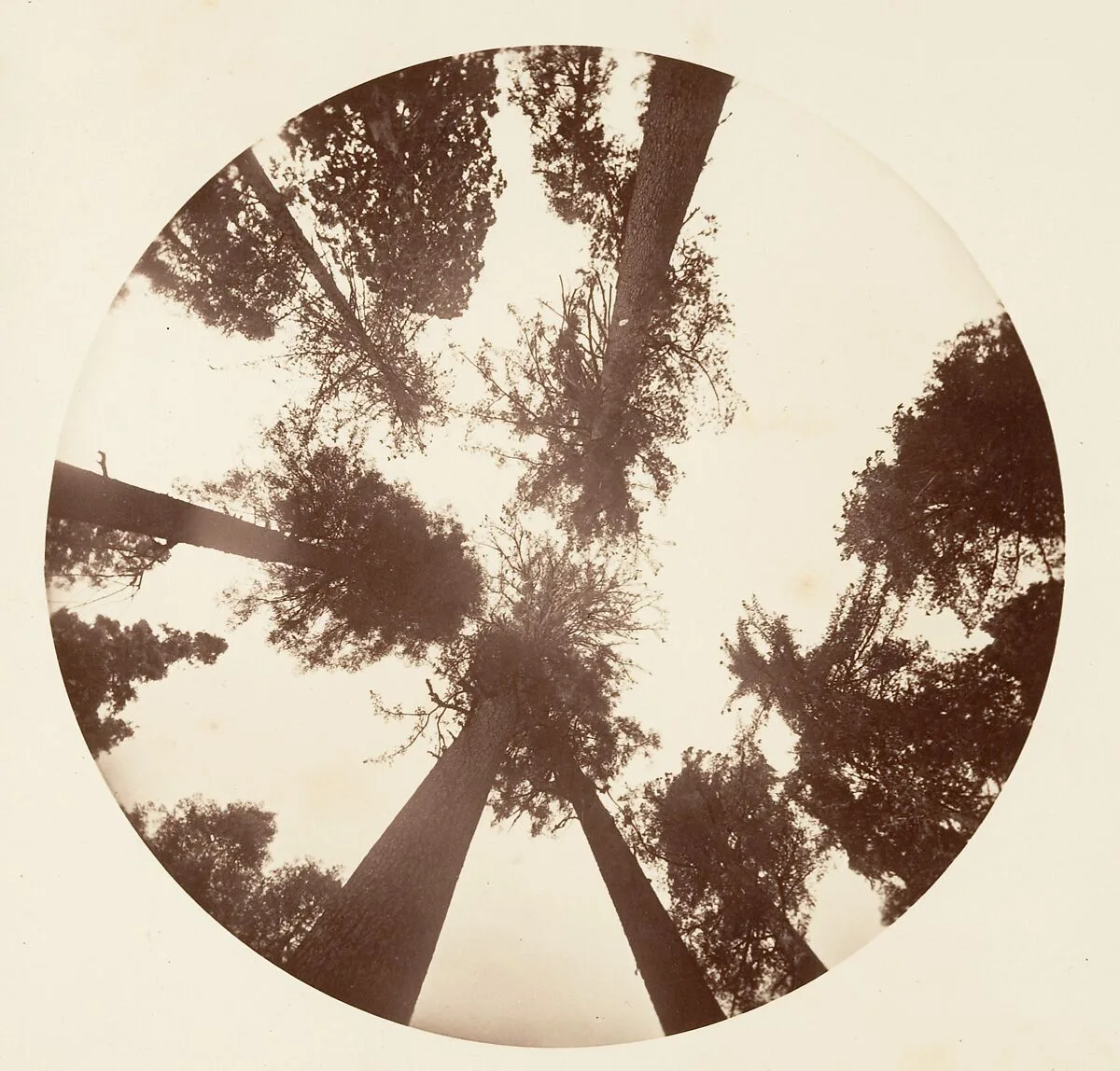 Looking up Among the Sugar Pines - Calaveras Grove — Carleton E. Watkins
