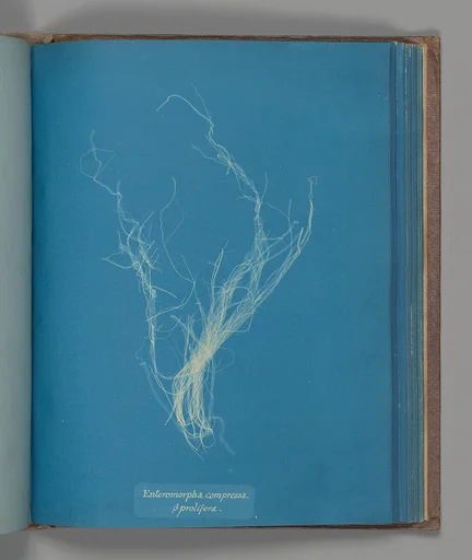 Enteromorphia compressa, ß prolifera