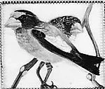 Untitled (Two Birds)