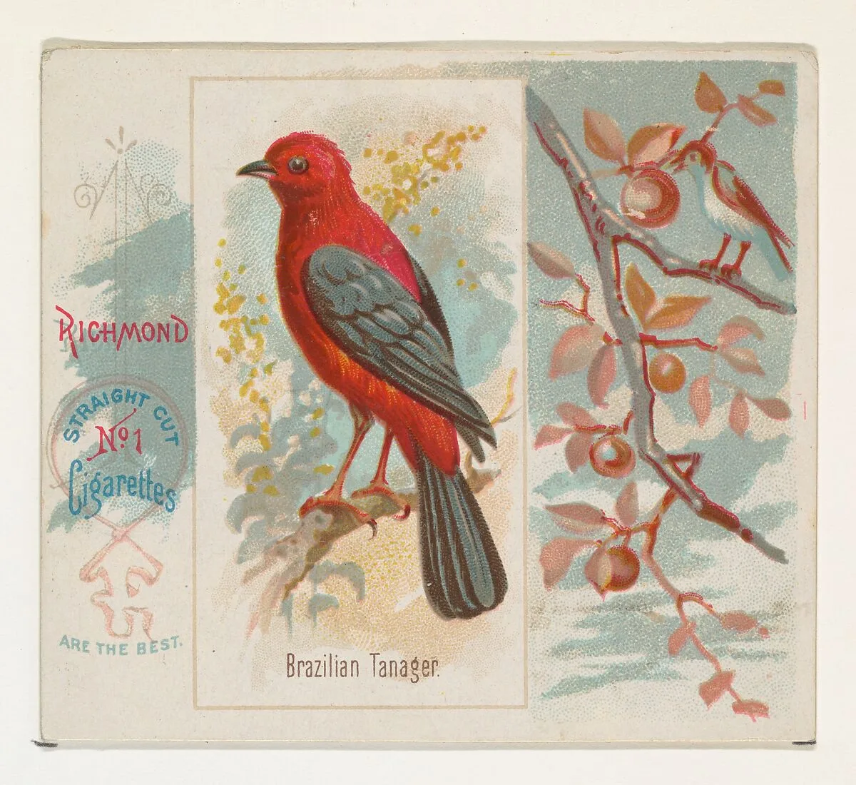 Brazilian Tanager, from the Song Birds of the World series (N42) for Allen & Ginter Cigarettes — Allen & Ginter|George S. Harris & Sons