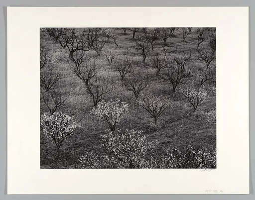 Orchard near Stanford, California