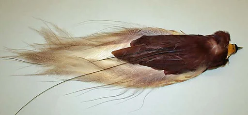 Feather
