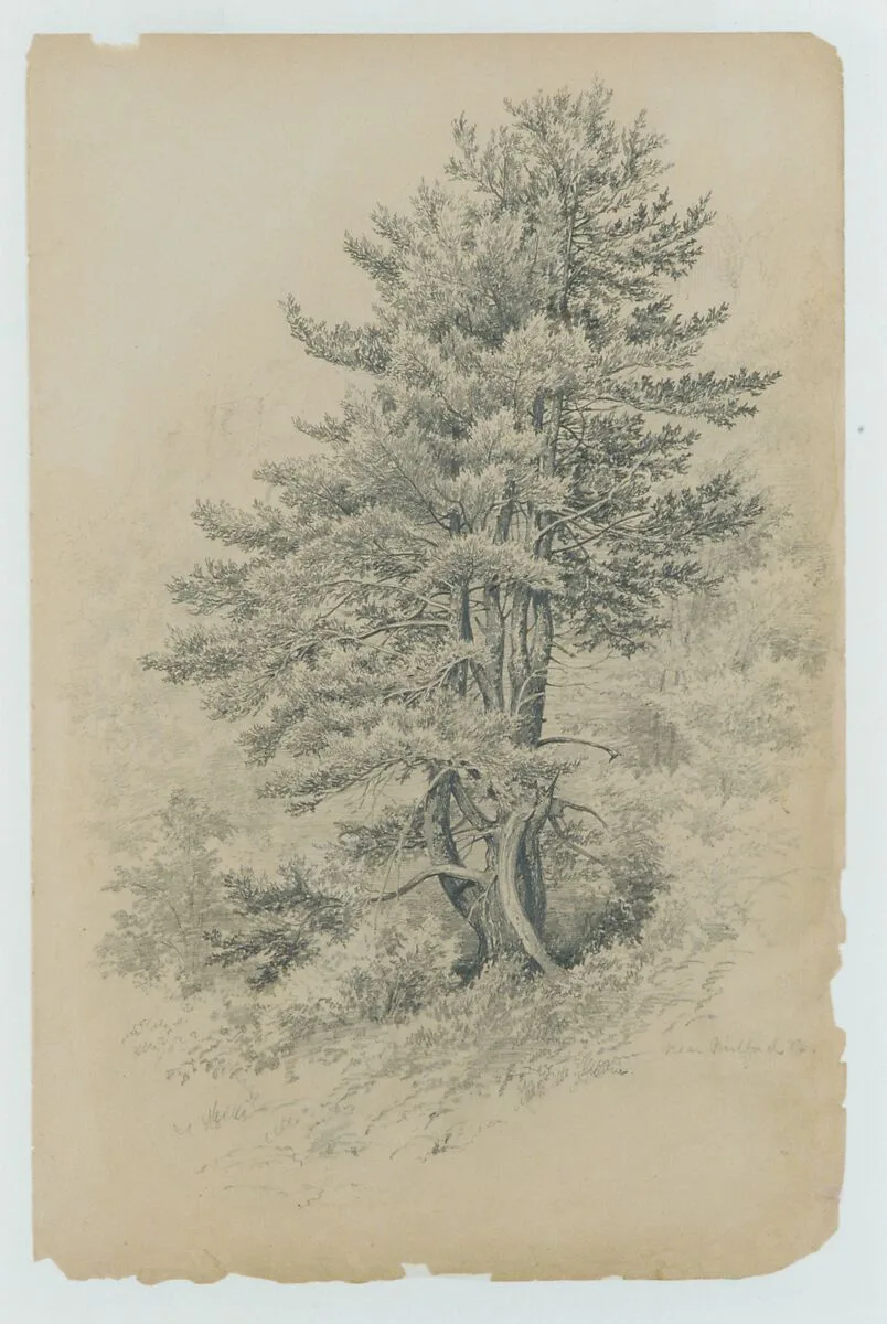 Trees, Near Milford, Pa. — Edmund Birckhead Bensell