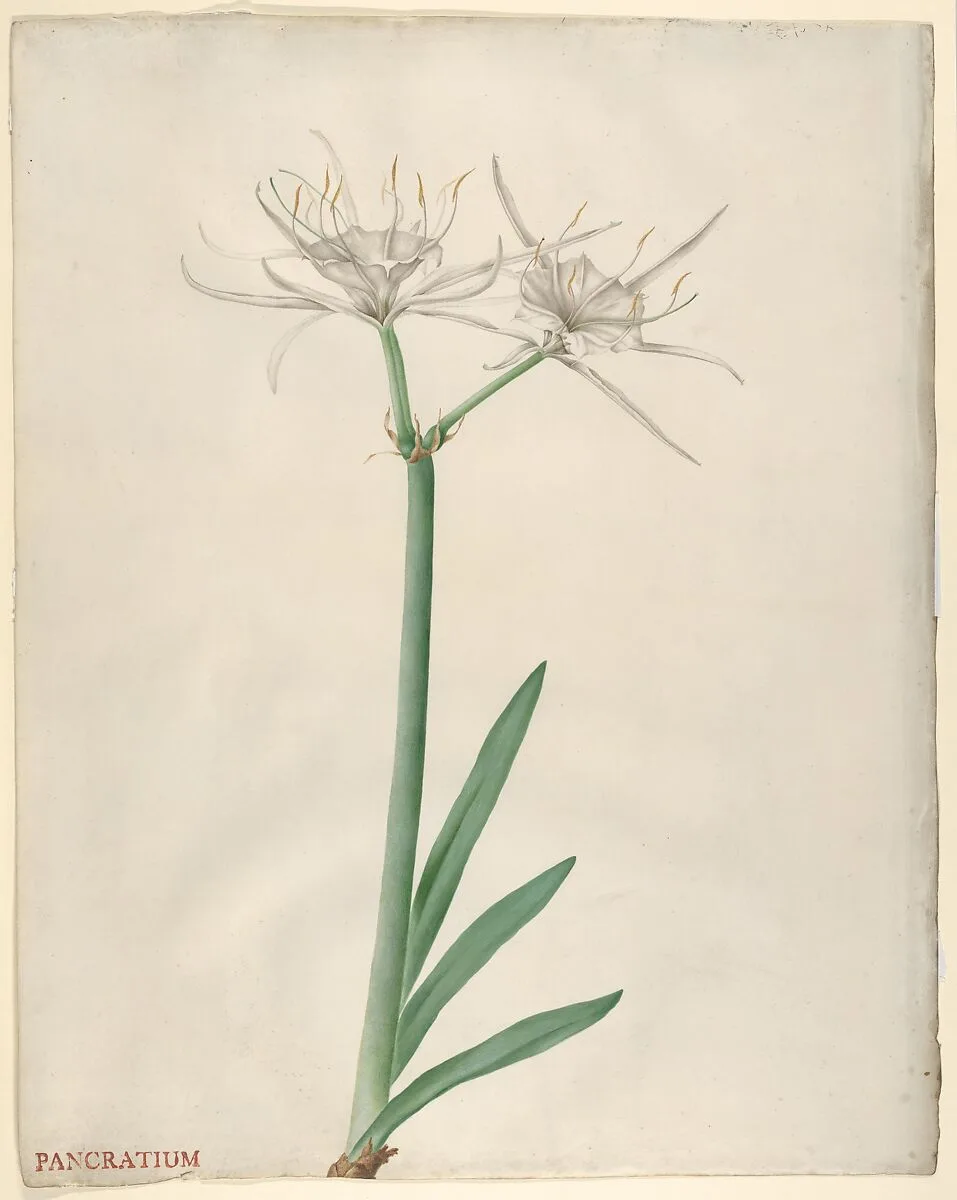 Pancratium — Georg Dionysius Ehret