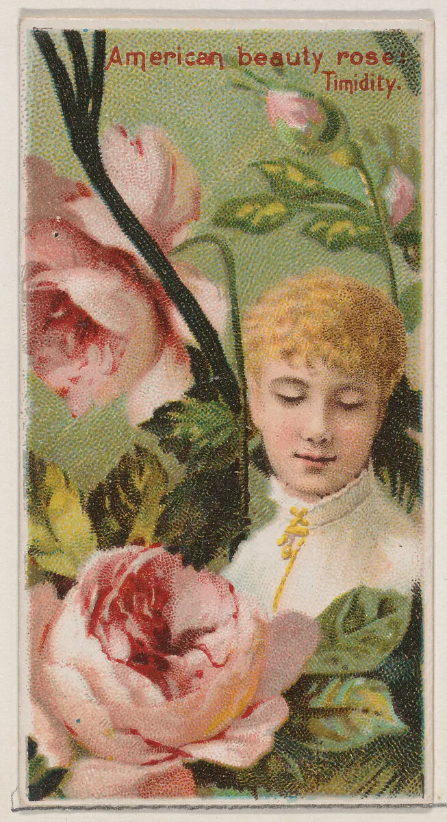 American Beauty Rose: Timidity, from the series Floral Beauties and Language of Flowers (N75) for Duke brand cigarettes — Donaldson Brothers|American Tobacco Company