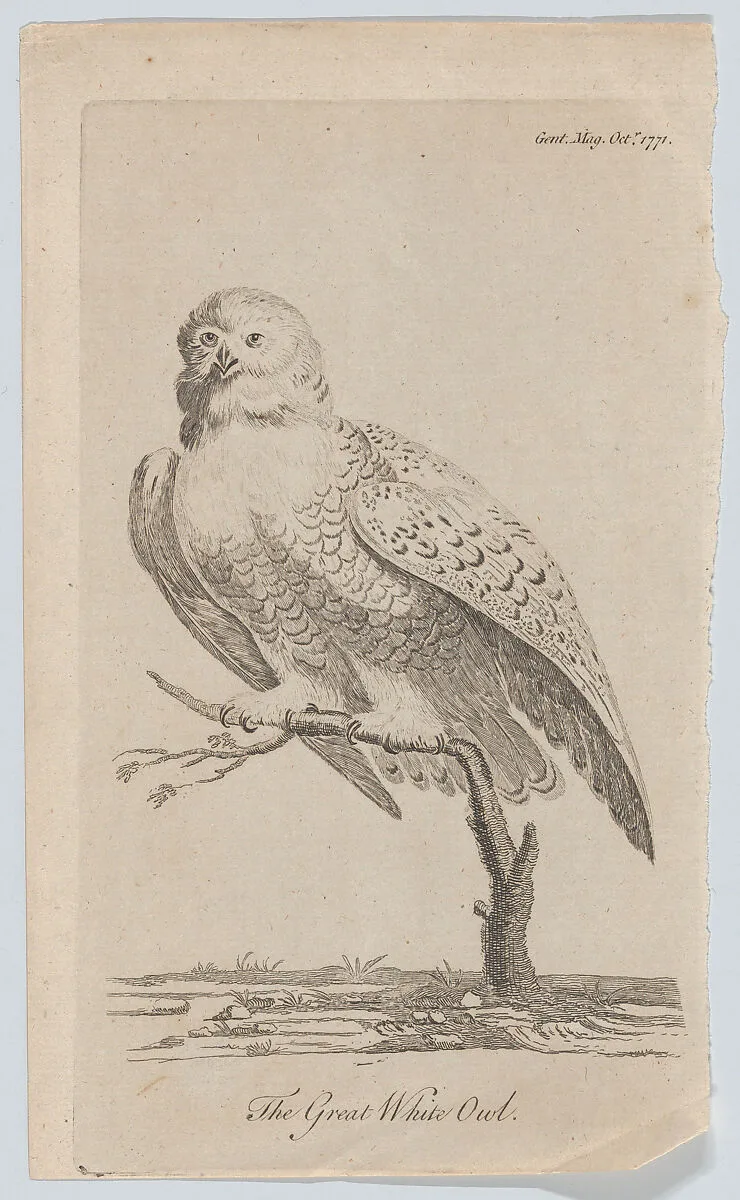 The Great White Owl — Anonymous, British, 18th century