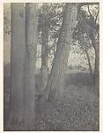 Tree Study - September. Little Falls, New York