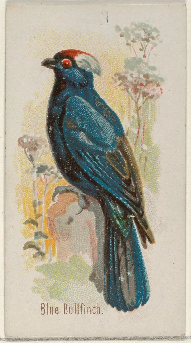 Blue Bullfinch, from the Song Birds of the World series (N23) for Allen & Ginter Cigarettes — Allen & Ginter|George S. Harris & Sons
