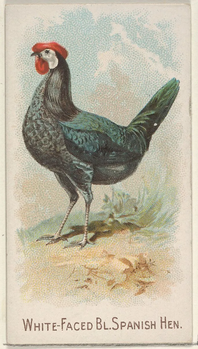 White-Faced Black Spanish Hen, from the Prize and Game Chickens series (N20) for Allen & Ginter Cigarettes — Allen & Ginter|The Gast Lithograph & Engraving Company