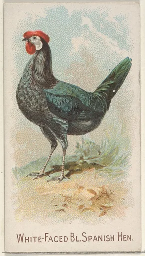 White-Faced Black Spanish Hen, from the Prize and Game Chickens series (N20) for Allen & Ginter Cigarettes