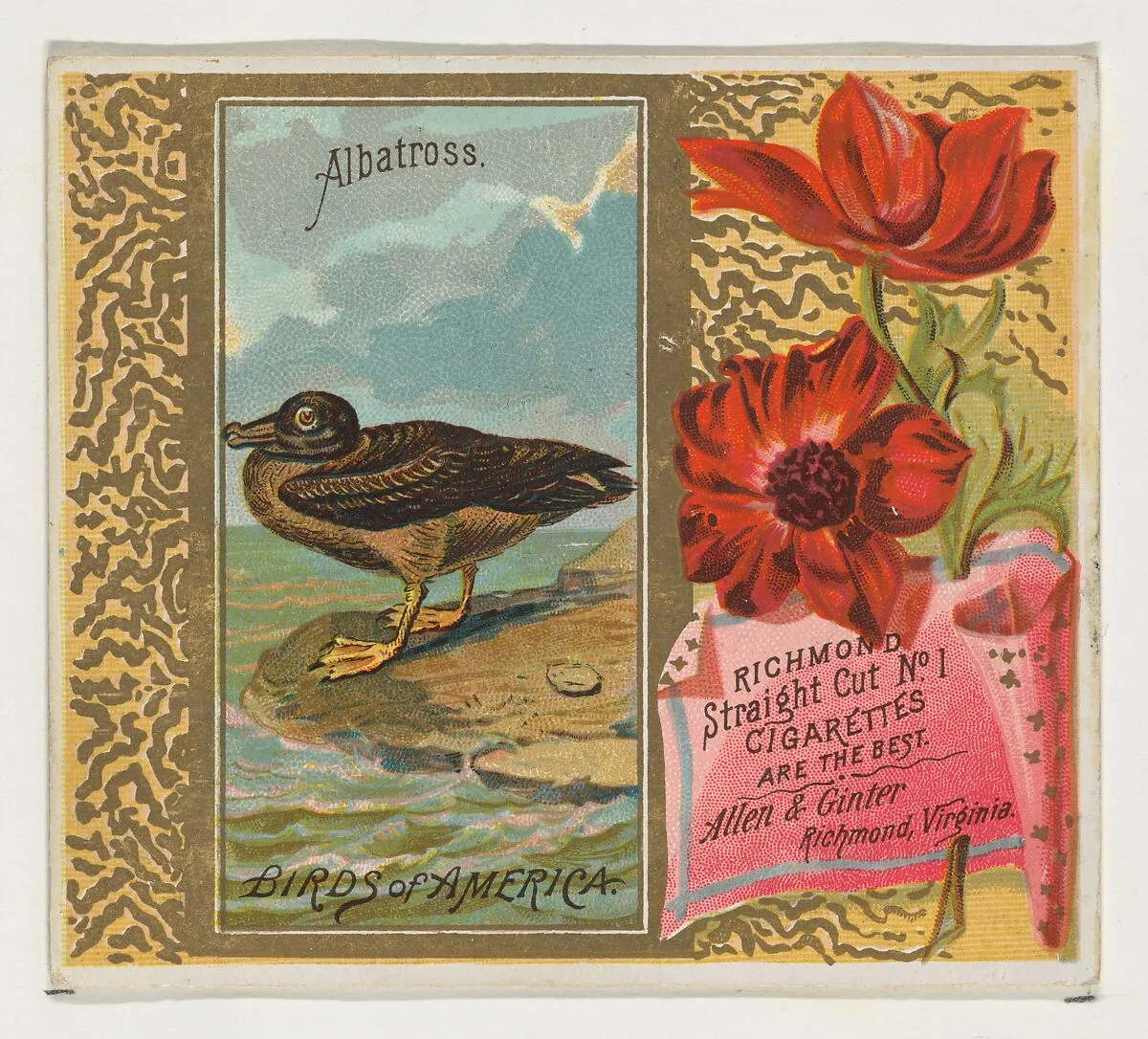 Albatross, from the Birds of America series (N37) for Allen & Ginter Cigarettes — Allen & Ginter