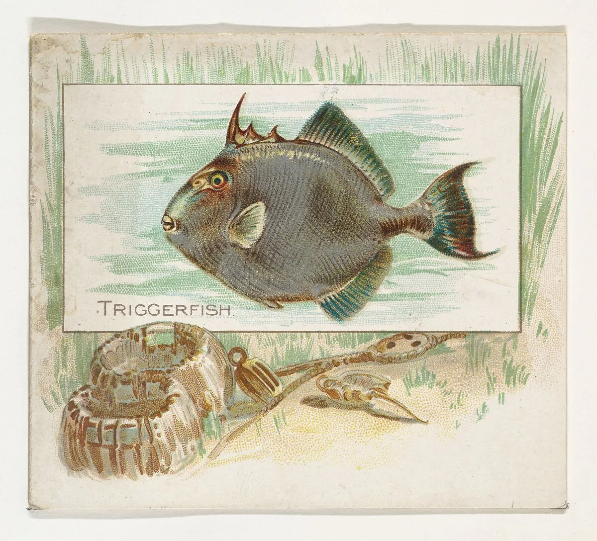 Triggerfish, from Fish from American Waters series (N39) for Allen & Ginter Cigarettes — Lindner, Eddy & Claus|Allen & Ginter