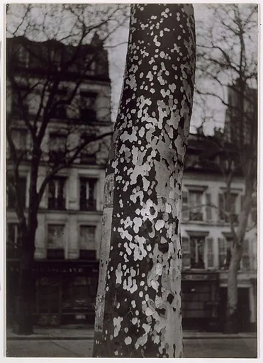 Plane Tree, Paris