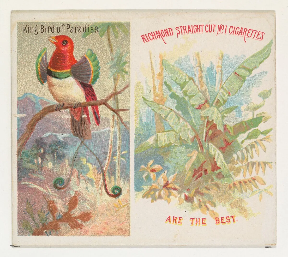King Bird of Paradise, from Birds of the Tropics series (N38) for Allen & Ginter Cigarettes — Allen & Ginter|George S. Harris & Sons