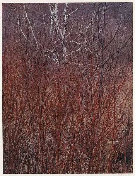 Red Osier, Near Great Barrington, Massachusetts — Eliot Porter