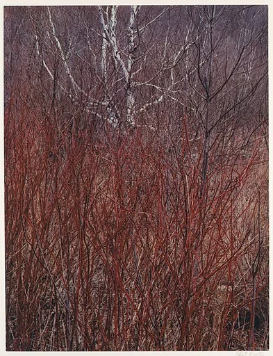 Red Osier, Near Great Barrington, Massachusetts