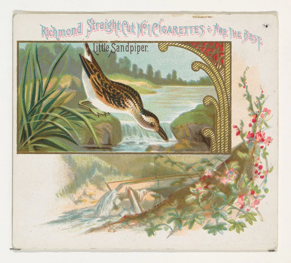 Little Sandpiper, from the Game Birds series (N40) for Allen & Ginter Cigarettes — Allen & Ginter