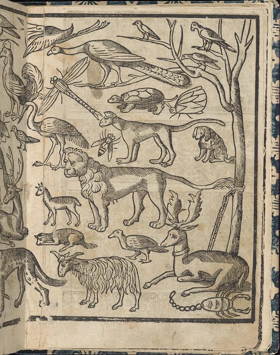 Essempio di recammi, page 13 (recto) — Giovanni Antonio di Nicolini da Sabio e i fratelli|Giovanni Antonio Tagliente