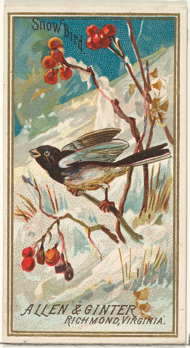 Snow Bird, from the Birds of America series (N4) for Allen & Ginter Cigarettes Brands — Allen & Ginter