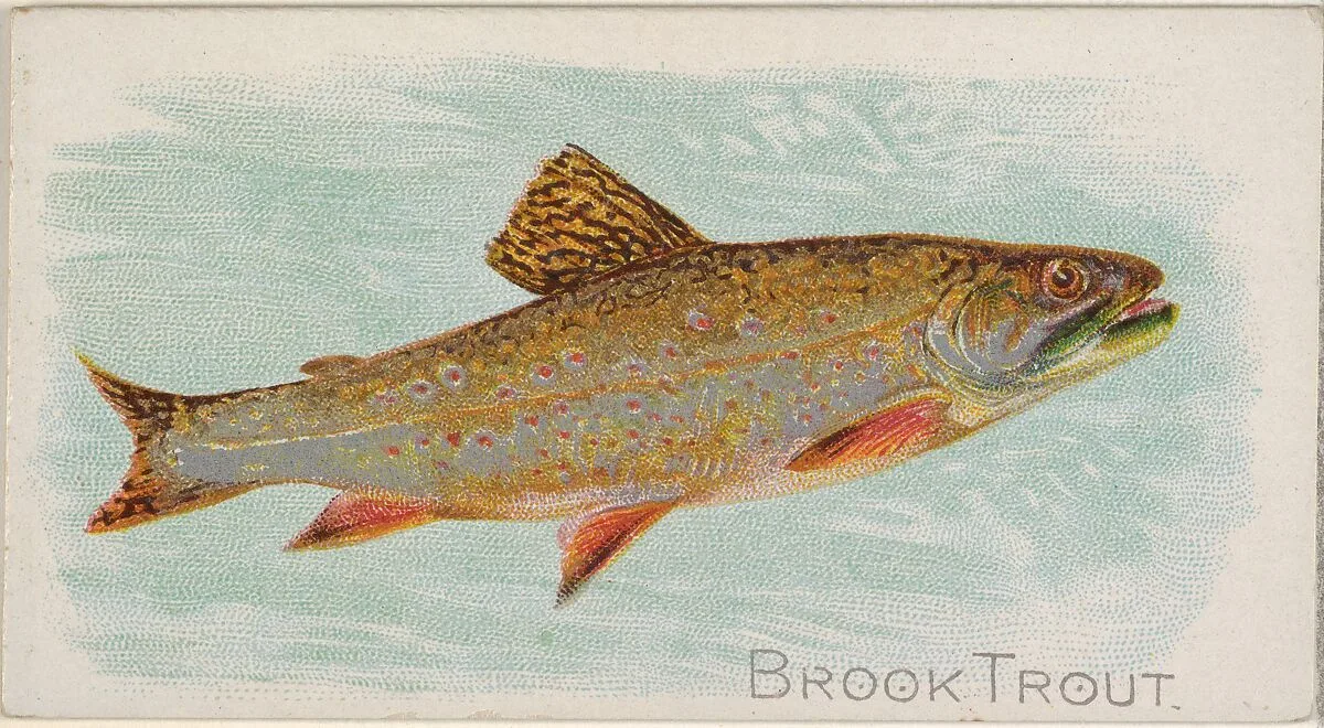 Brook Trout, from the Fish from American Waters series (N8) for Allen & Ginter Cigarettes Brands — Allen & Ginter|Lindner, Eddy & Claus