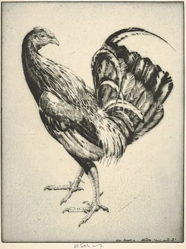 Game Cock (Carney Cock)