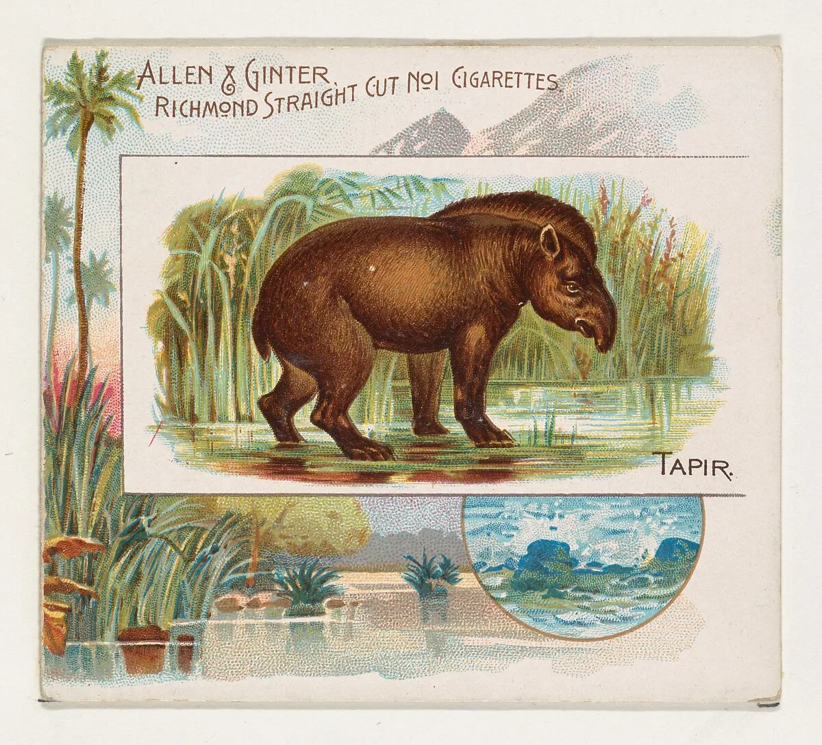 Tapir, from Quadrupeds series (N41) for Allen & Ginter Cigarettes — Allen & Ginter|Lindner, Eddy & Claus