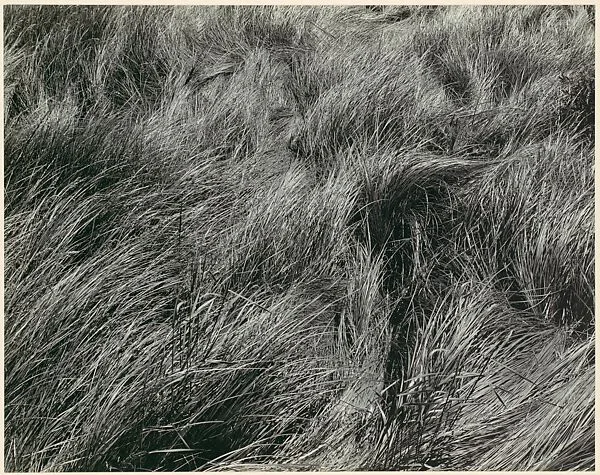 Grass — Edward Weston