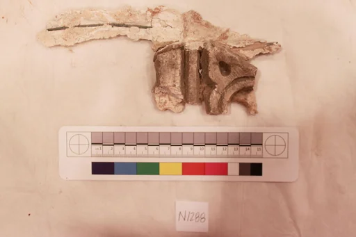 Stucco Fragment