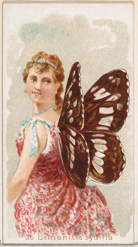 Card 35, Limenitis Sybilla, from the Butterflies series (N183) issued by Wm. S. Kimball & Co. — Julius Bien|William S. Kimball & Company