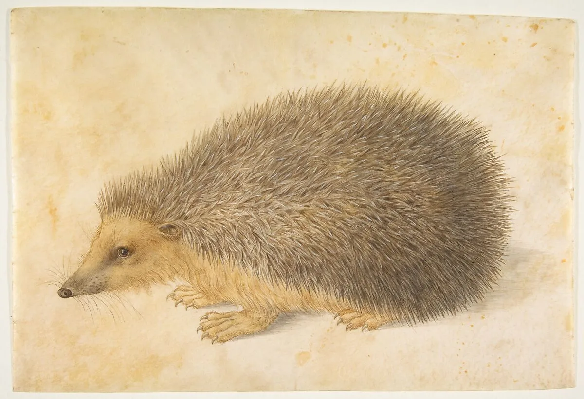 A Hedgehog (Erinaceus roumanicus) — Hans Hoffmann