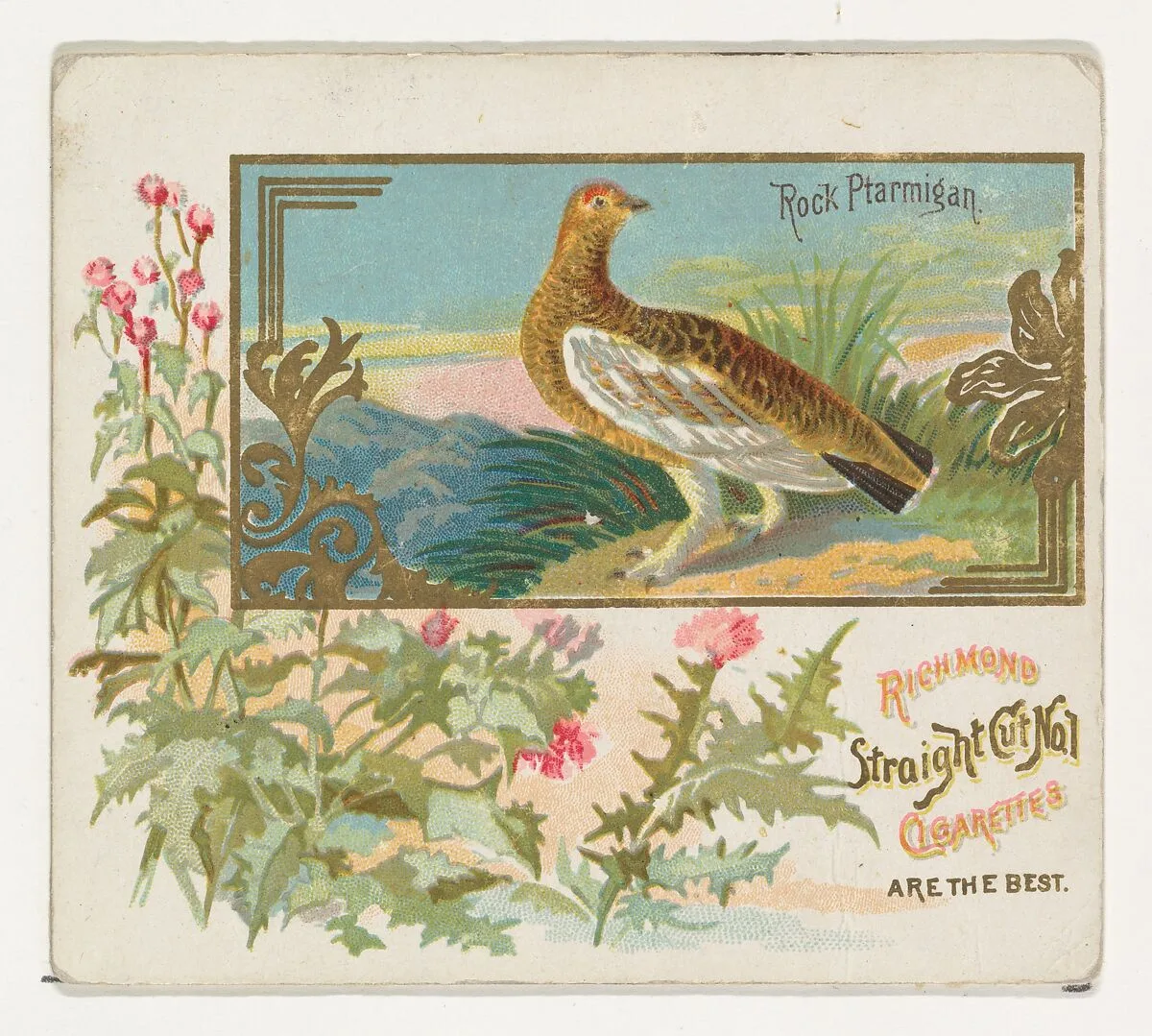 Rock Ptarmigan, from the Game Birds series (N40) for Allen & Ginter Cigarettes — Allen & Ginter