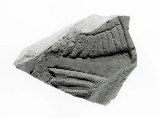 Raised relief fragment